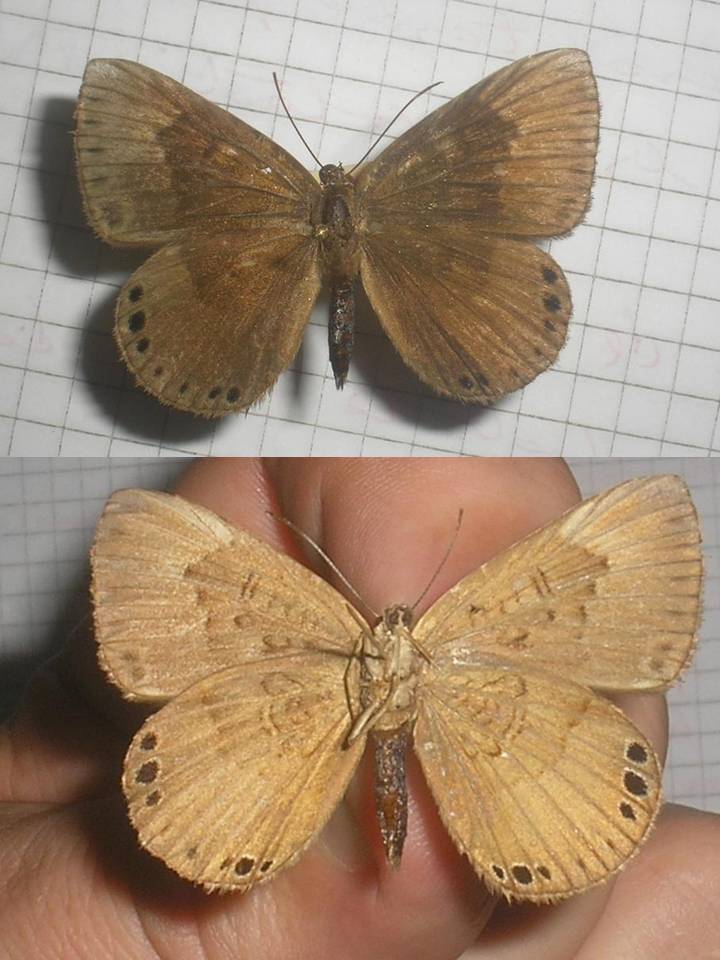 FIGURE 3h FIGURE 3h